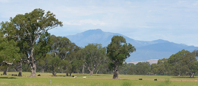 Mt Buller Views
